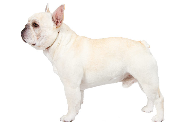 تصویر فرنچ بولداگ (French Bulldog)